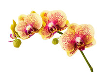 Orchid Flowers Isolated On White Background.