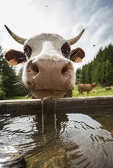 cow drinking water