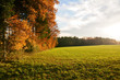 Herbstwald - Laubfärbung in der Abendsonne, Voralpenland Bayern