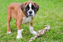 Beautiful Boxer Puppy Playing With Rope