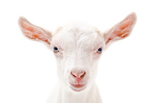 Portrait Of A White Little Goat Closeup