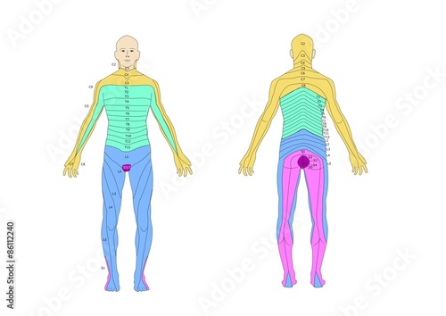 suddivisione del corpo in dermatomi Stock Vector | Adobe Stock