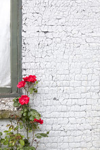 White Painted Brick Wall And Red Roses