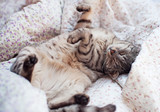 Fototapeta Zwierzęta - Śpiący kot