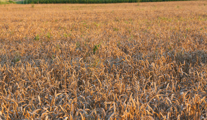 Wall Mural - background of wheat in the field in summer