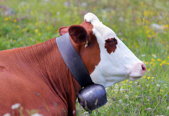 Wall Mural - cow grazing in the meadow in the mountains 4