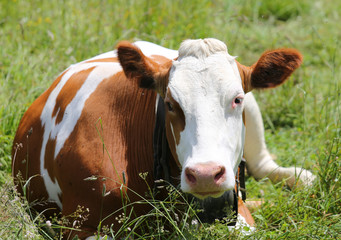 red and white cow grazing in the meadow in the mountains