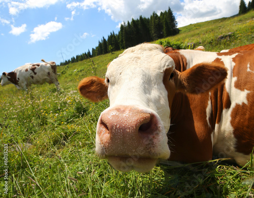 Fotomural big cow snout photographed with fisheye lens in mountains
