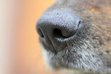 Detail Of Dog Nose