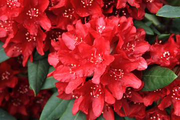 Sticker - rhododendron as very nice flower background