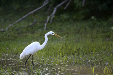 Sticker - White egret