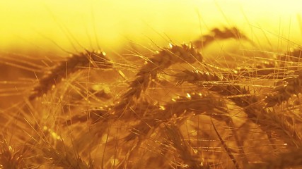 Canvas Print - Ear of wheat at sunset