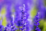 Fototapeta Lawenda - Lavender field in the summer.