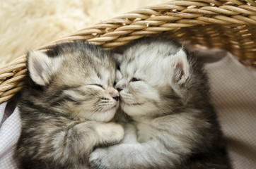 Poster - Cute tabby kittens sleeping and hugging