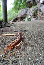 Dead Giant Centipede On The Ground