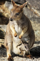 Wall Mural - Mareeba Rock wallabies or Petrogale Mareeba