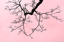 Leafless Tree Branch On Red Clouds Sky Background.