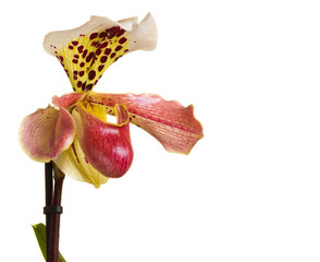 Fotomurales - Beautiful orchid on white background 