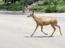 Female Mule Deer Crossing A Road In A Residential Neighborhood