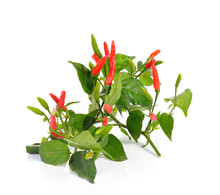 Red Hot Chili Pepper Plant With Leaves On  White Background
