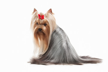 Wall Mural - Dog. Yorkie puppy on white background