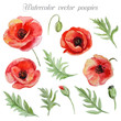 Vector set of red watercolor poppy flowers.