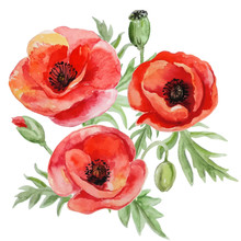 Vector Bouquet Of Red Watercolor Poppy Flowers.