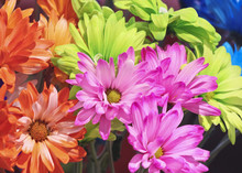 An Arrangement Of Colorful Gerbera Daisy Flowers