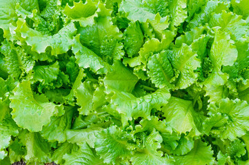 Green lettuce leaves