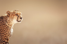 Cheetah Portrait