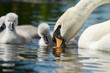 Mute Swan with nestlings.