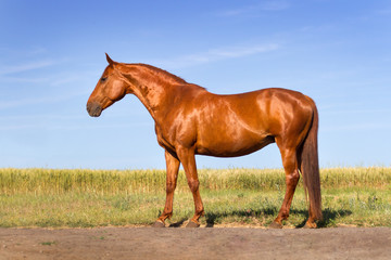 Wall Mural - Beautiful red horse exterior 