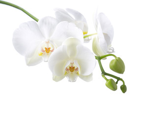 White orchid isolated on white background.