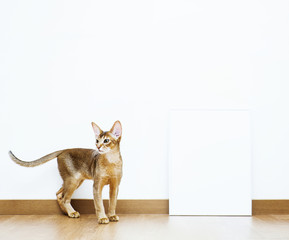 Wall Mural - Hipster scandinavian design.  Mock-up with white frame and a cat