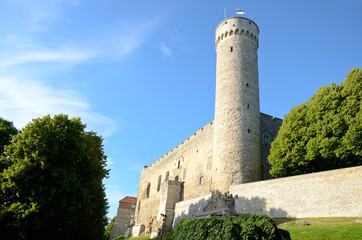 Wall Mural - Langer Hermann Tallinn, Estland