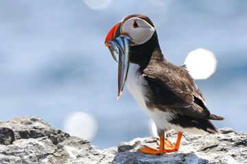atlantic puffin, farne islands nature reserve, england