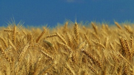 Canvas Print - wheat field and blue sky