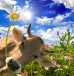 Alles Liebe, Glückwunsch: Kuh schenkt Blume :)