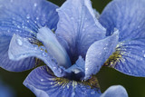Iris bud after rain