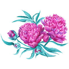 Wall Mural - Pink Peony Botanical Illustration