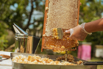 beekeeper collects the honey