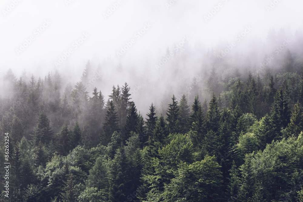 Forested mountain slope in low lying cloud - obrazy, fototapety, plakaty 