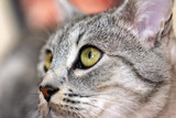 Fototapeta Tulipany - portrait of a gray cat