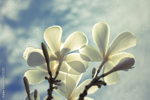 Naklejka na drzwi White Plumeria flowers