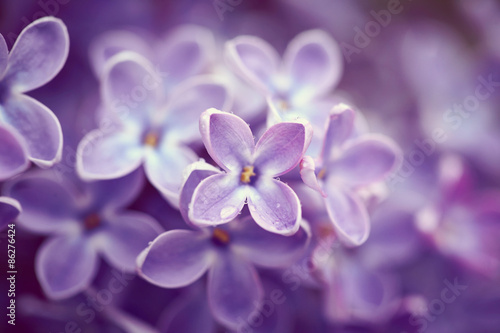 Lilac flowers close up