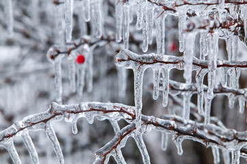 Wall Mural - Ice Storm