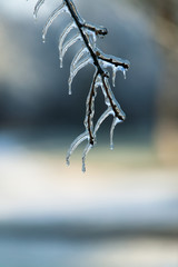 Wall Mural - Ice Storm