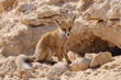 Photography of a desert fox looking at the camera in front of his den among rocks and sand