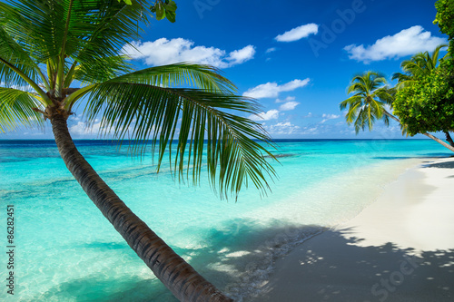 Motiv-Rollo - coco palm on tropical paradise beach with turquoise blue water and blue sky (von stockphoto-graf)