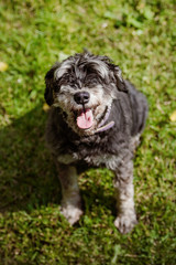 Poster - adorable miniature schnauzer dog looking up